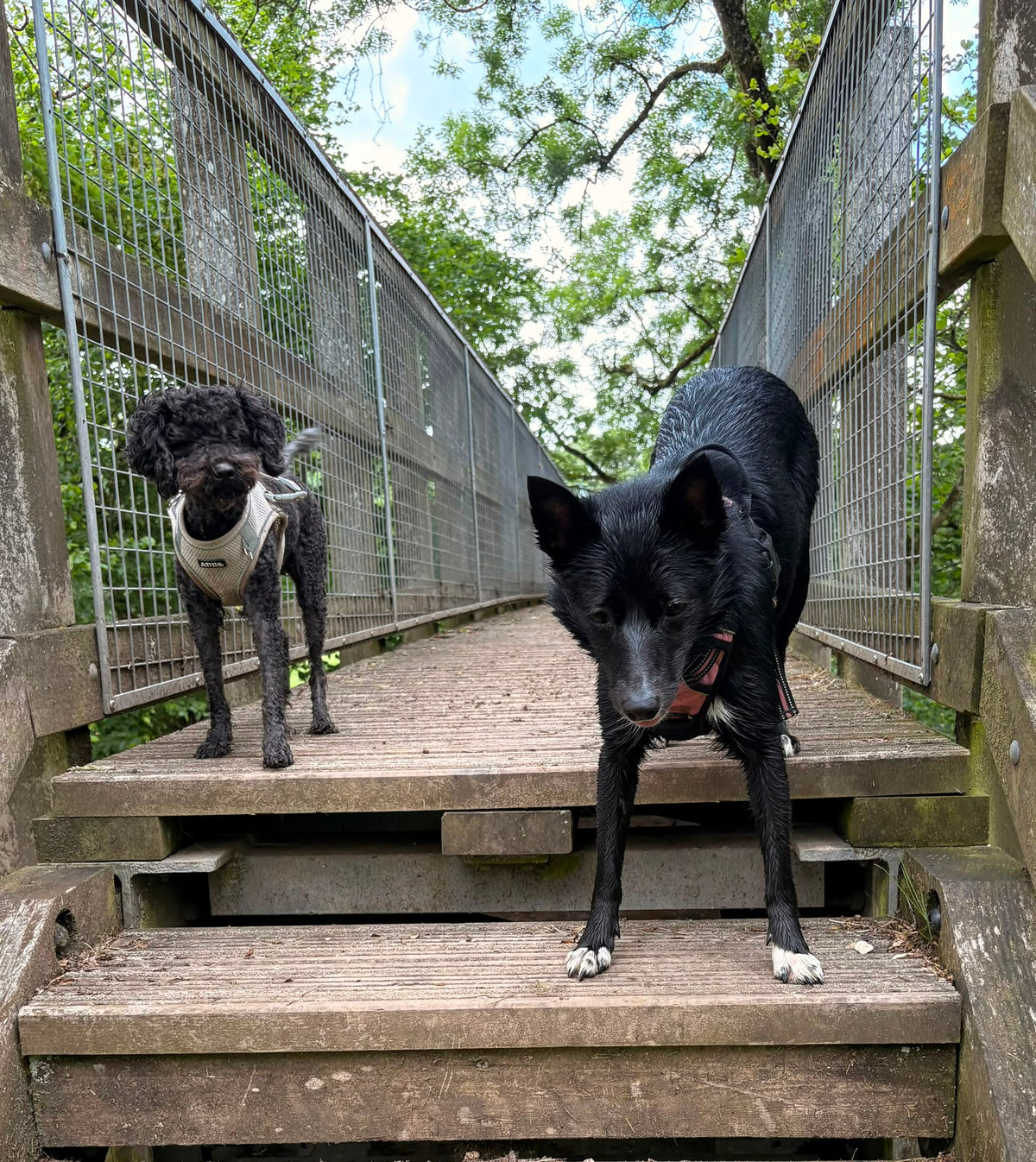 Group Puppy Training