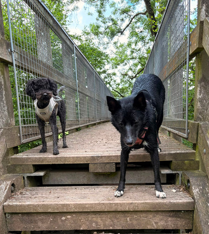 Group Puppy Training